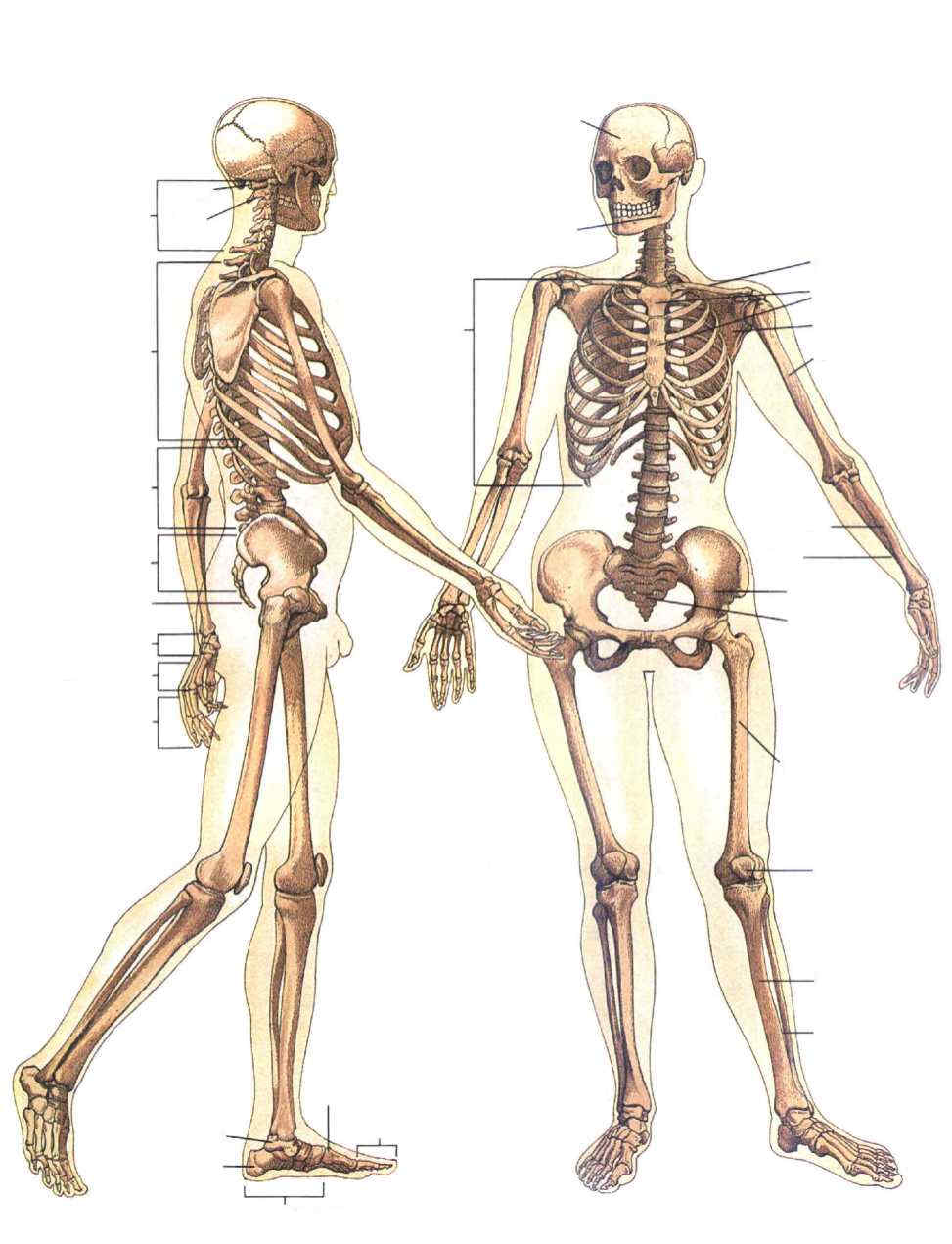 skelett.jpg